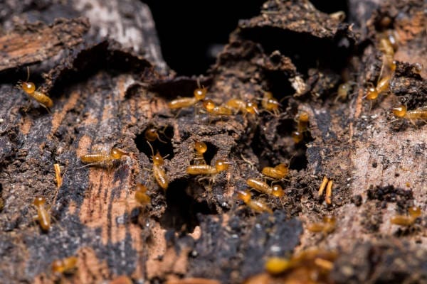Termite eating wood