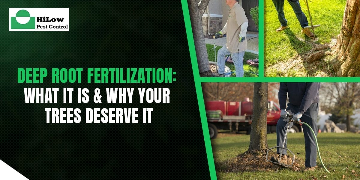 Deep Root Fertilization What It Is Why Your Trees Deserve It deep root fertilization