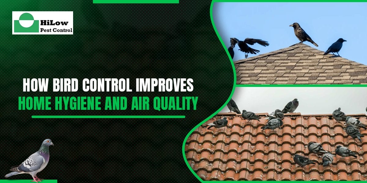 How Bird Control Improves Home Hygiene and Air Quality