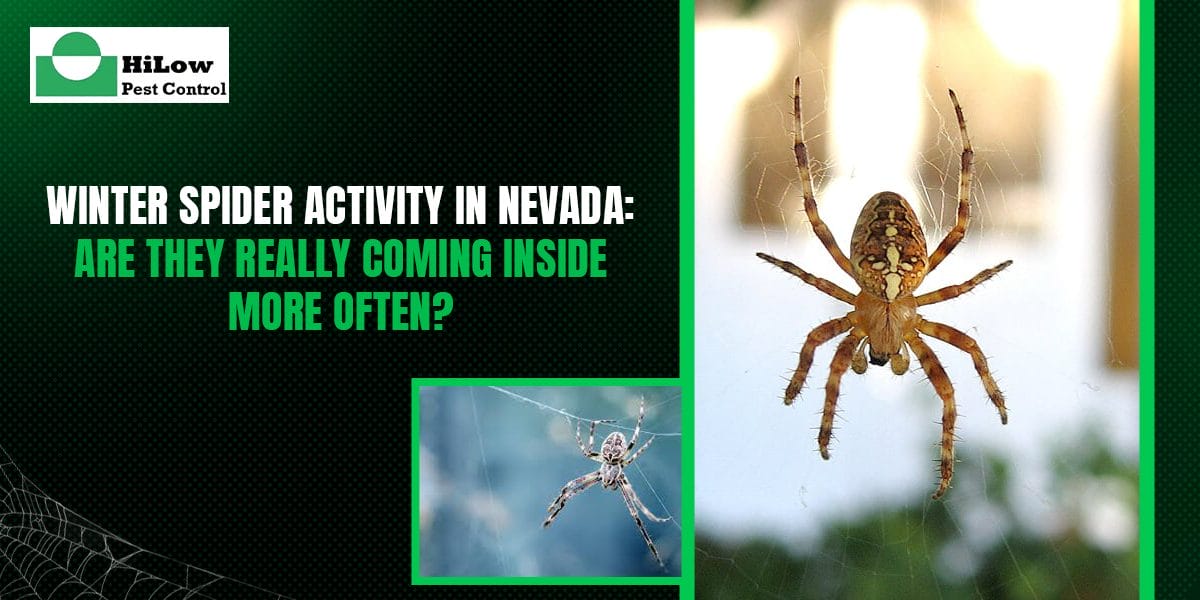 Winter Spider Activity in Nevada: Are They Really Coming Inside More Often?