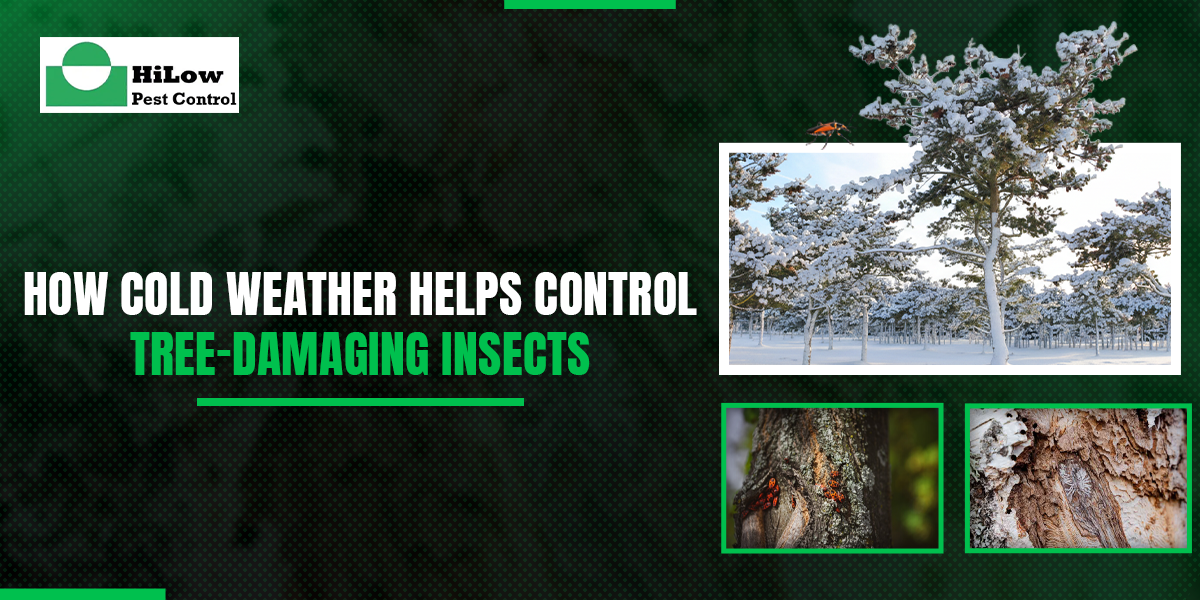 How Cold Weather Helps Control Tree-Damaging Insects
