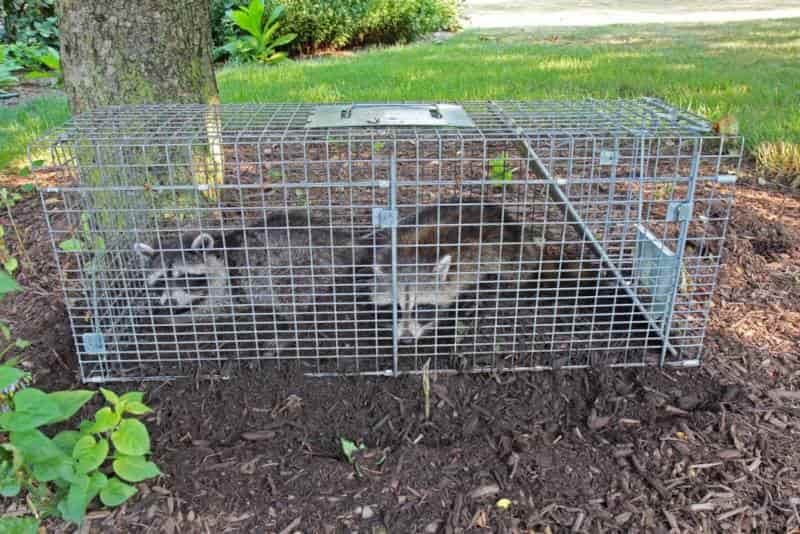 Wildlife Control