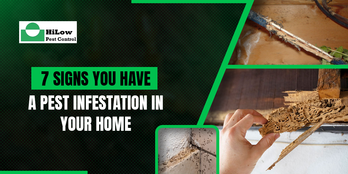 7 Signs You Have a Pest Infestation in Your Home