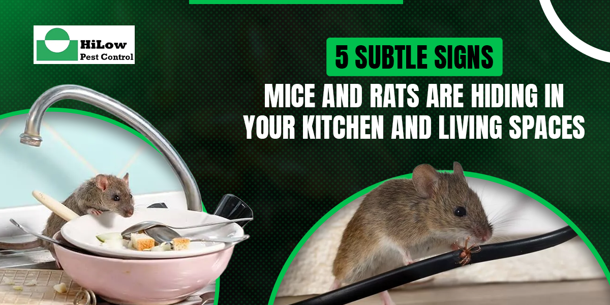 5 Subtle Signs Mice and Rats Are Hiding in Your Kitchen and Living Spaces signs of mice and rats in house