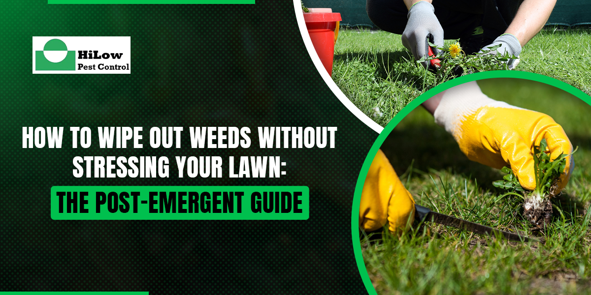 How to Wipe Out Weeds Without Stressing Your Lawn The Post-Emergent Guide post emergent weed control