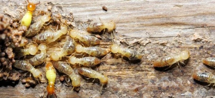 How-to-prevent-and-treat-termites-for-new-construction-min-840x562 (3)