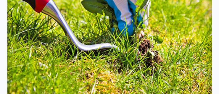 Prime-Reasons-To-Take-Lawn-Weed-Removal-Service (2)