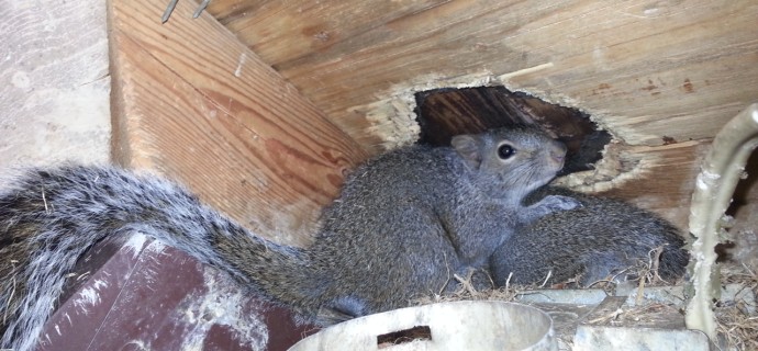 Squirrel-Damage-1 (1)