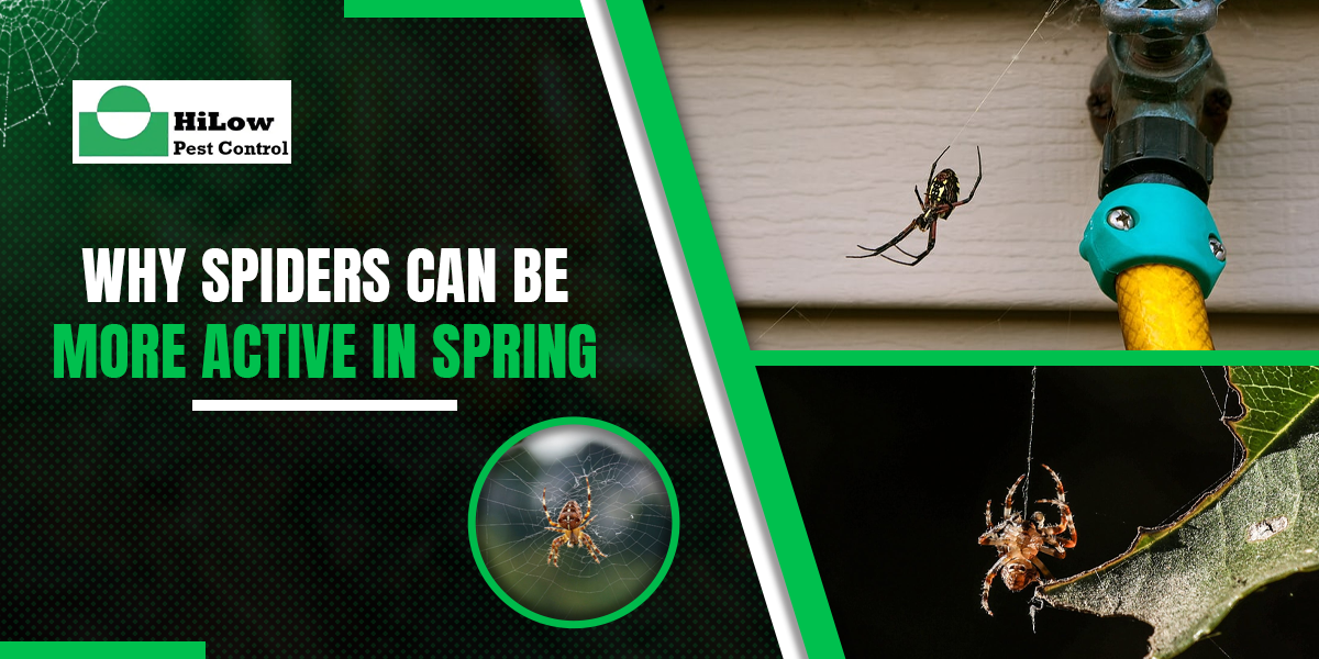 Why Spiders Can Be More Active in Spring