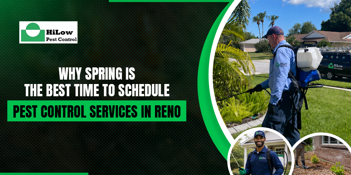 Why Spring is the Best Time to Schedule Pest Control Services in Reno