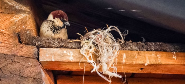 sparrow-nest-2 (1)