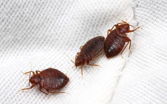 Exterminator Control Service