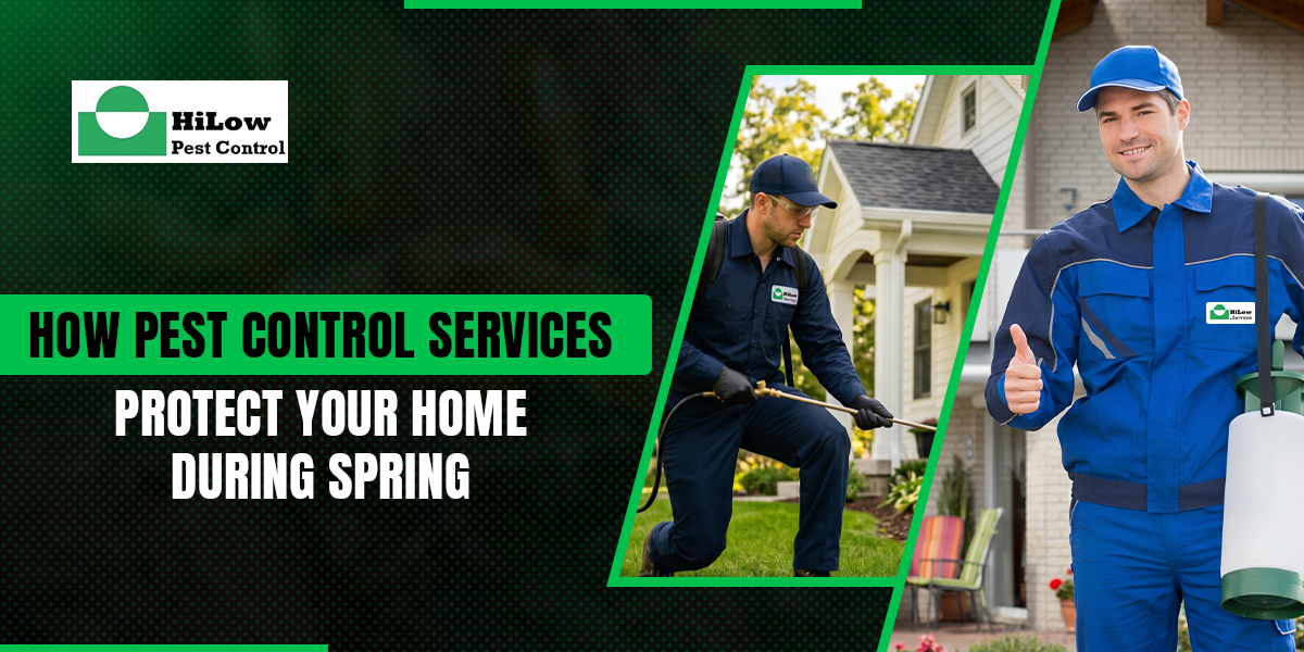 How Pest Control Services Protect Your Home During Spring pest control services