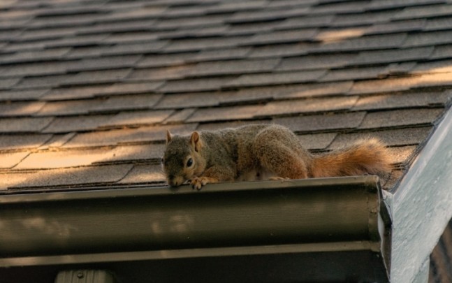 Squirrel Removal Service