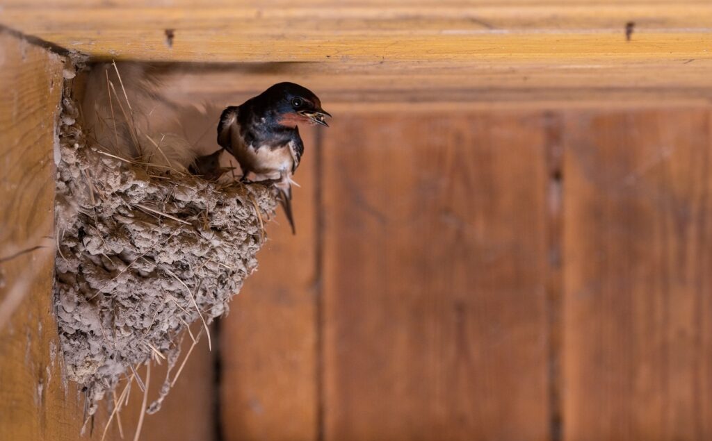 Bird Removal Service
