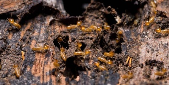 Termite eating wood