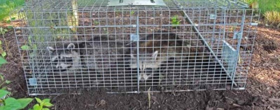 Wildlife-Control-Reno-NV-1-1536x1024-1-1-1 (1)
