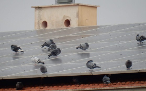 Bird Exclusion Services