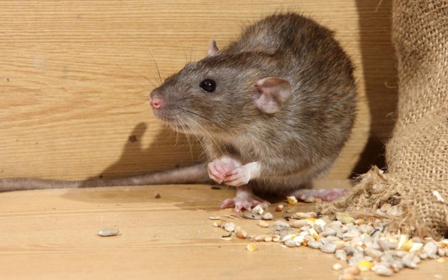 Rat removal Service