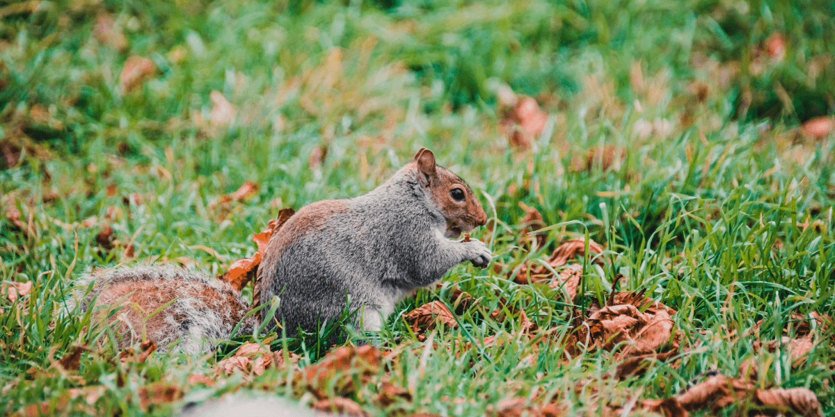 2026 Seasonal Pest Guide: Which Pests Are Most Active in Your Area and When? 1