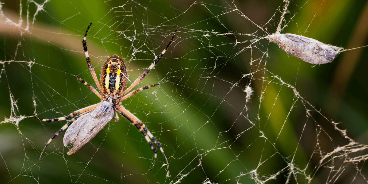 Most Dangerous Household Pests in 2026 You Should Never Ignore (Health & Property Risks) 1 1. A spider carrying a large, intricate web on its back, showcasing its unique adaptation and hunting strategy.