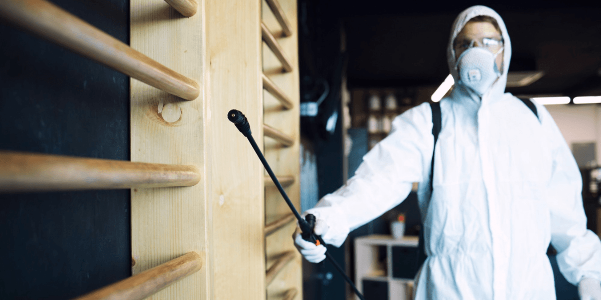 Termites vs. Carpenter Ants: How to Tell the Difference Before Damage Gets Worse 1