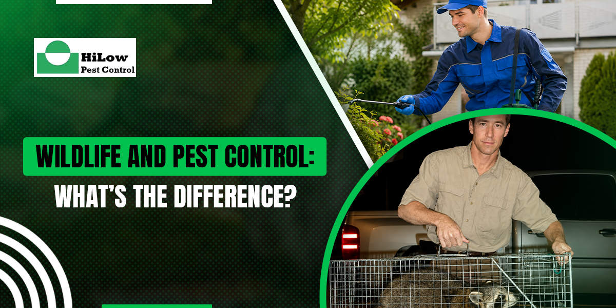 Wildlife and Pest Control What’s the Difference wildlife and pest control